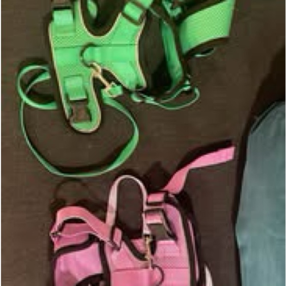 Vibrant Cat Harness Duo